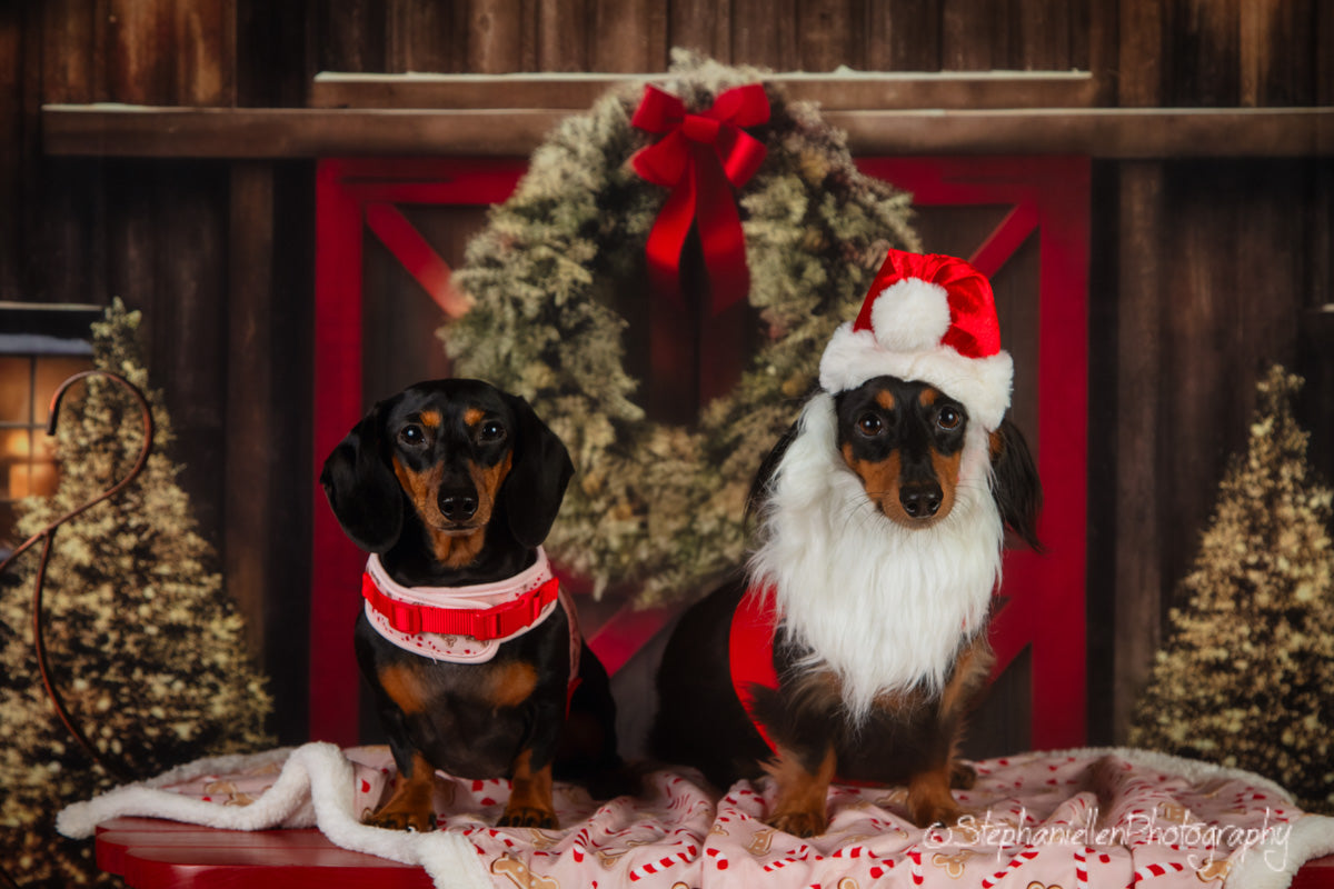 Kate Christmas Outdoor Snow House Backdrop for Photography