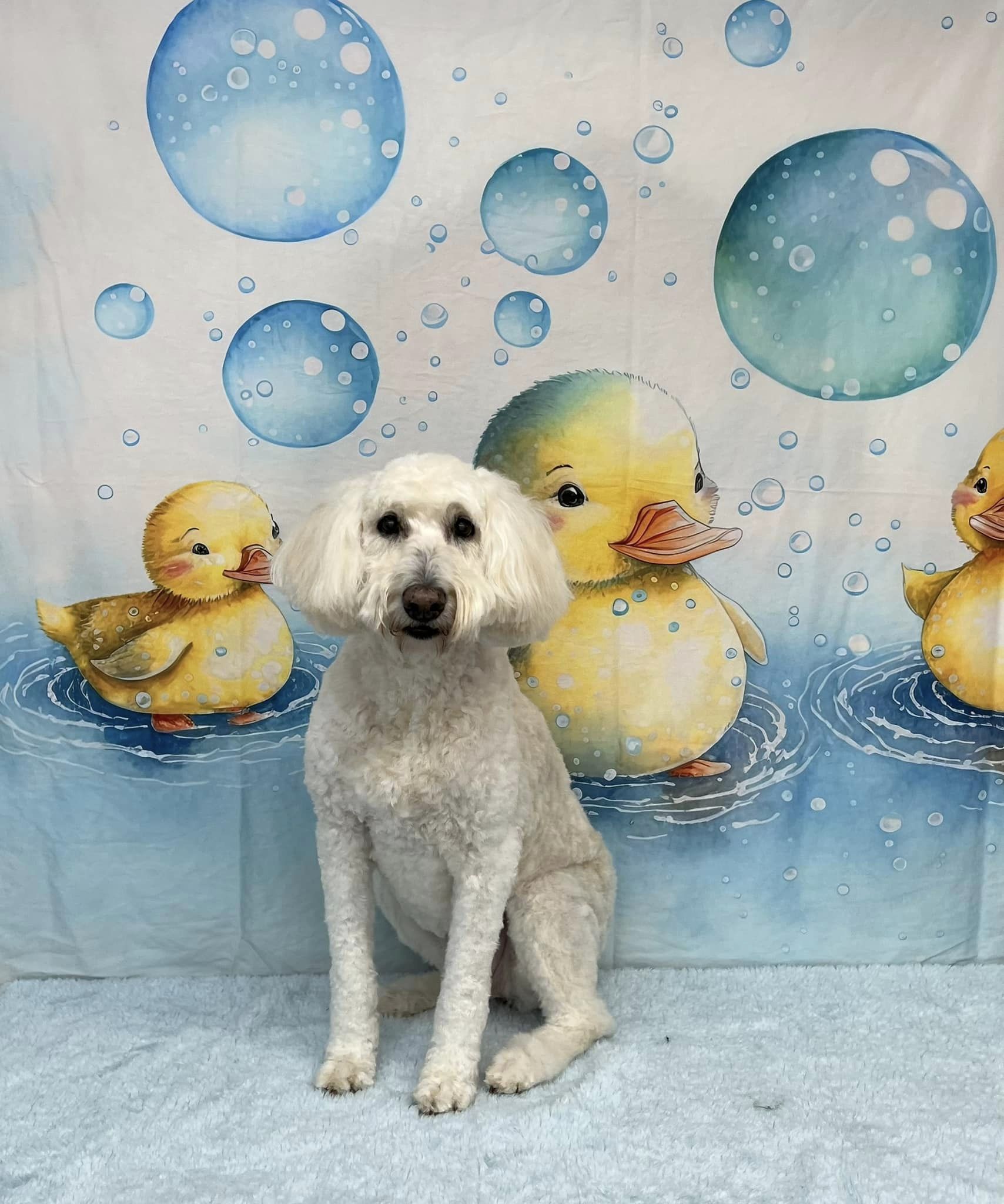 Kate Splish Splash Celebration Backdrop Designed by Patty Robertss