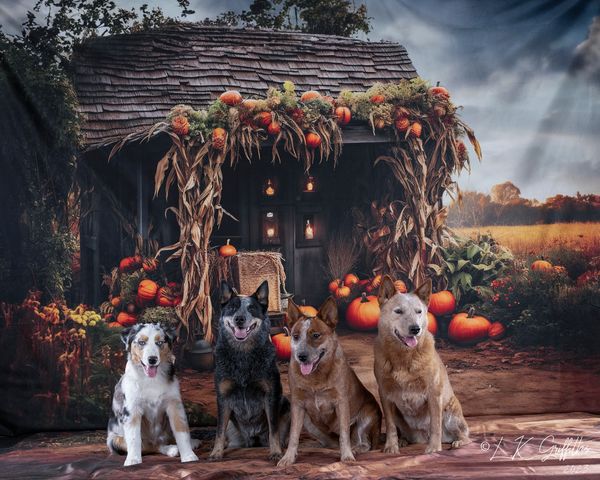 Kate Farm Pumpkin Harvest Backdrop for Photography