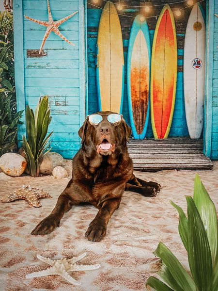 Black dog lying in front of blue surfboard store backdrop