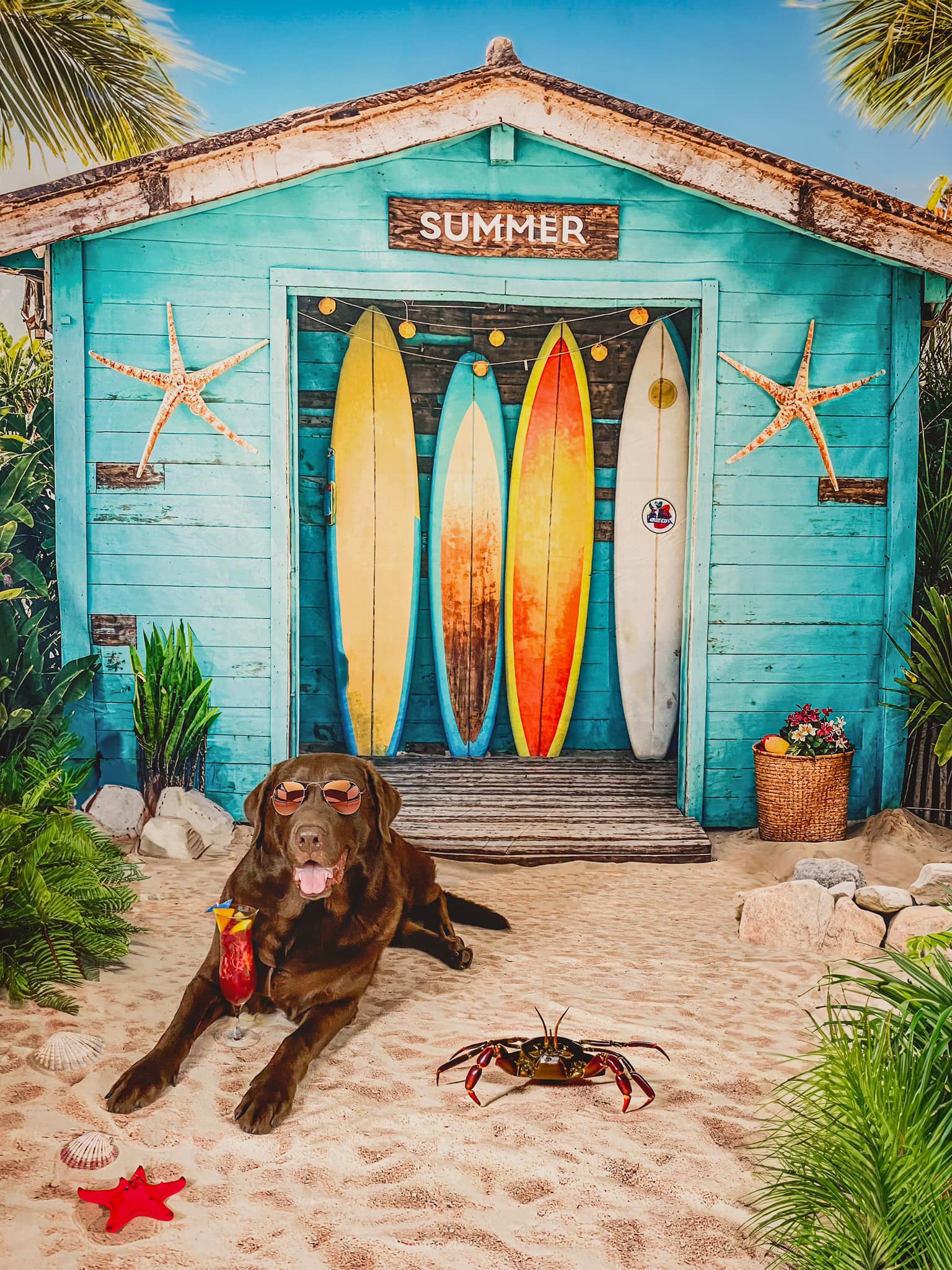 Black dog lying in front of blue surfboard store backdrop