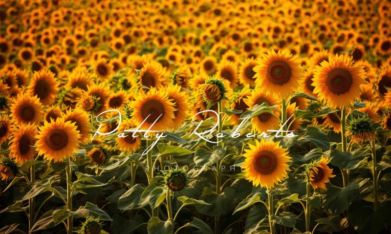 Kate Sunflowers Autumn Backdrop Designed by Patty Robertss