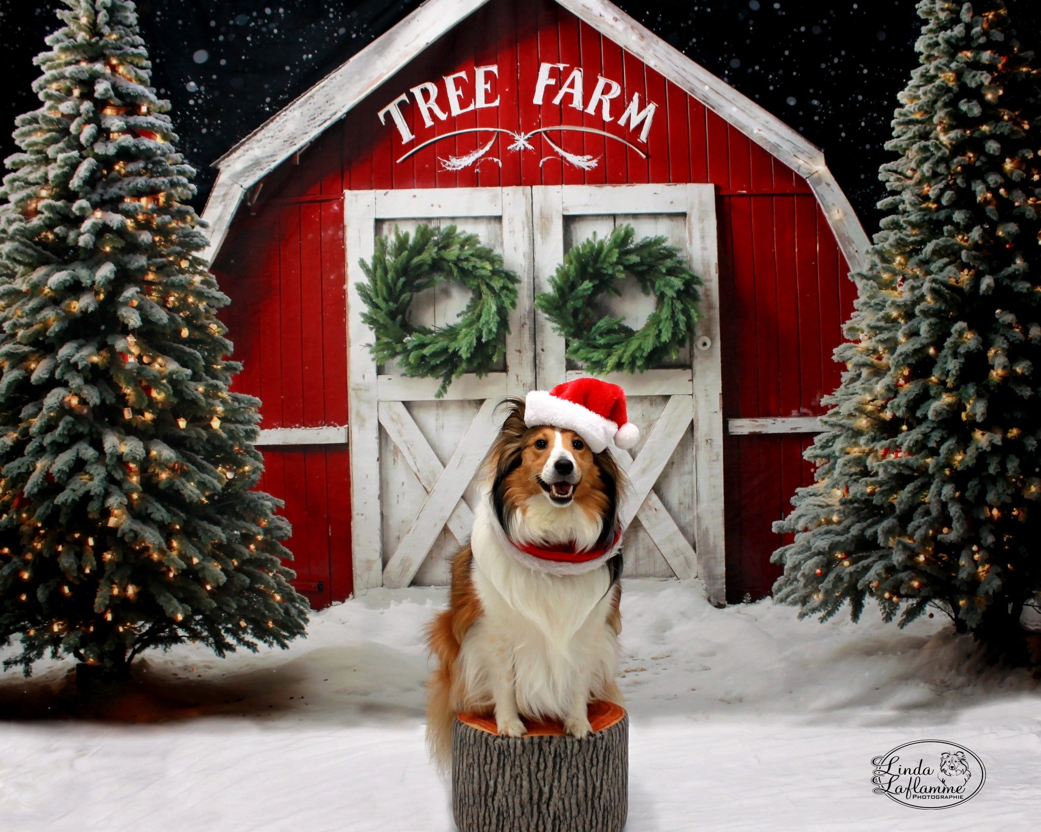 Kate Winter Christmas Tree Farm Backdrop Red Barn Designed by Chain Photography