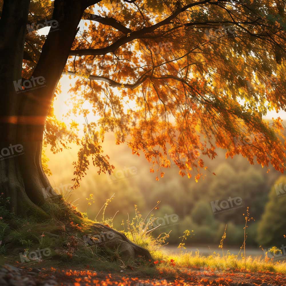 Kate Autumn Sunny Tree Backdrop for Photography