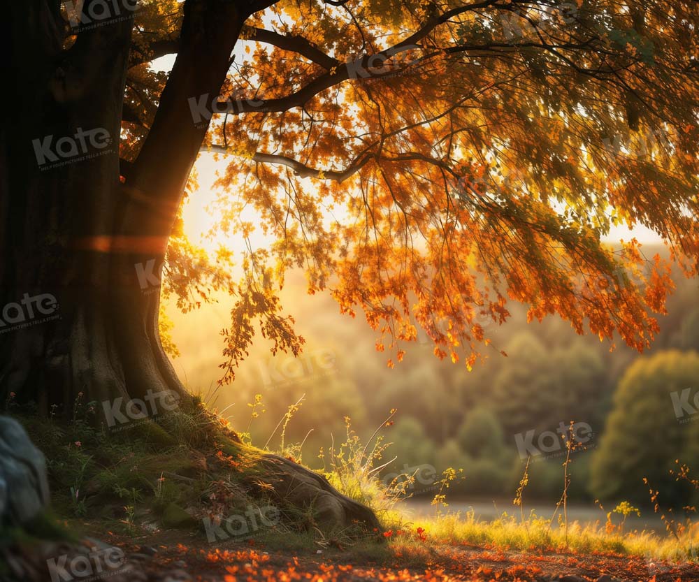 Kate Autumn Sunny Tree Backdrop for Photography