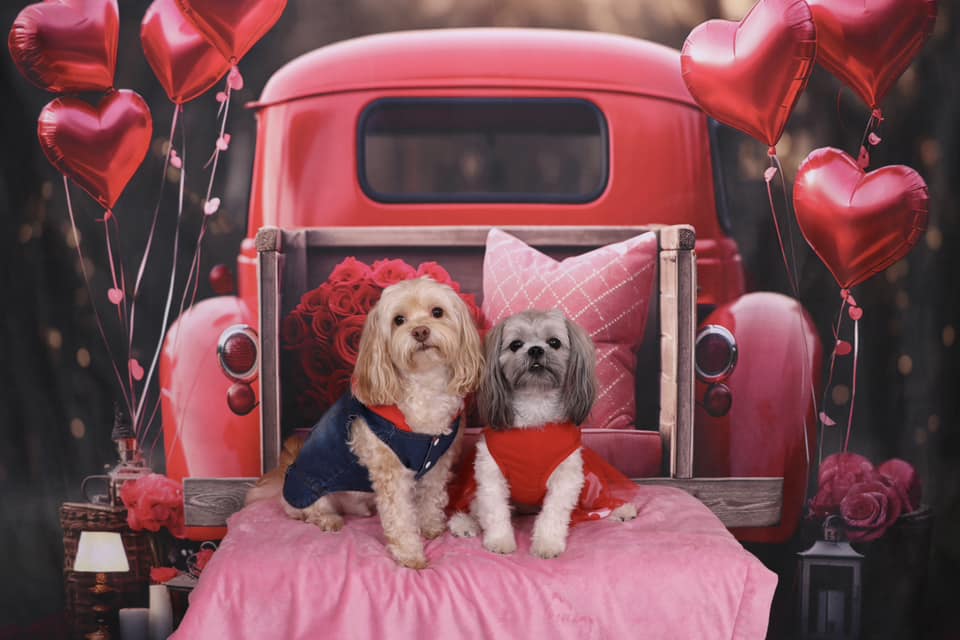 Kate Valentine's Day Love Balloon Truck Backdrop Designed by Chain Photography