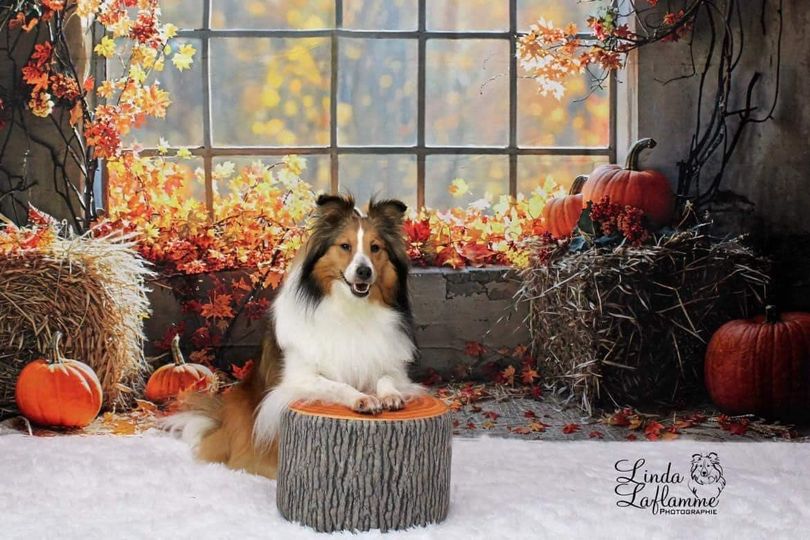 Kate Autumn Flowers Pumpkin Window Backdrop Designed by Emetselch