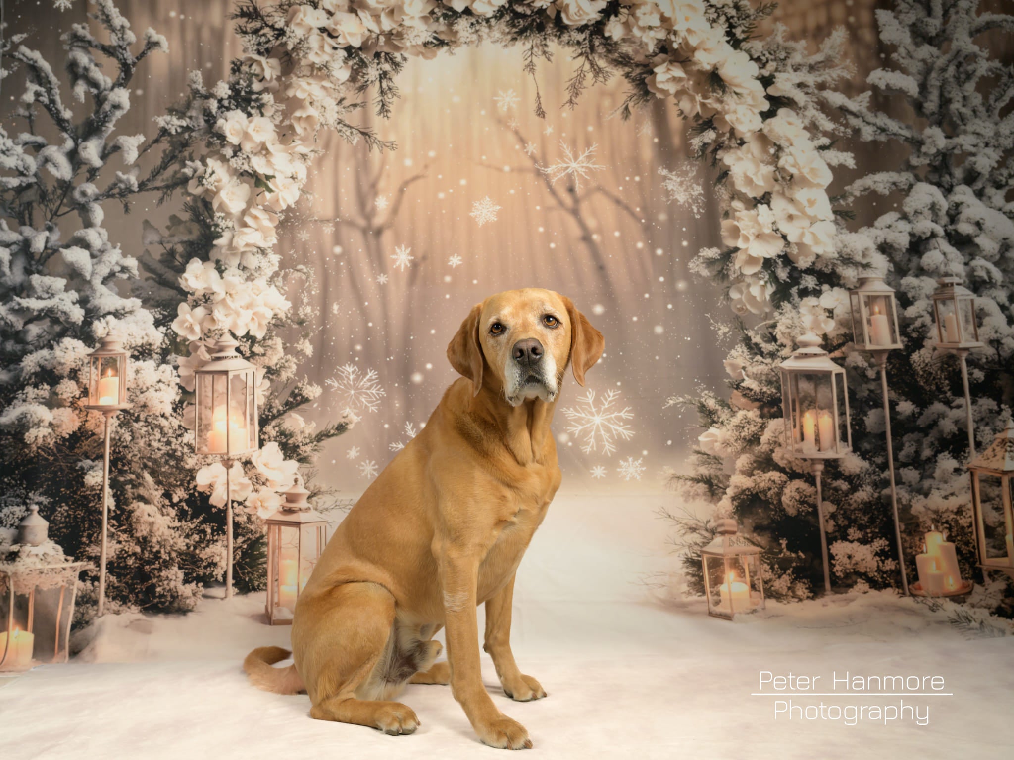 Kate Winter Flower Arch Snow Backdrop Designed by Chain Photography