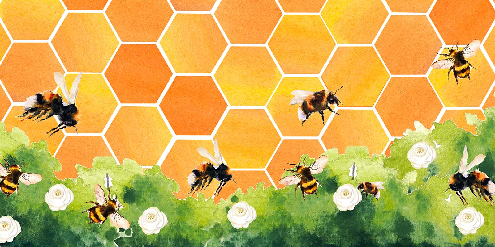 Kate Honeycomb Bee Backdrop Designed by GQ - Kate Backdrop AU