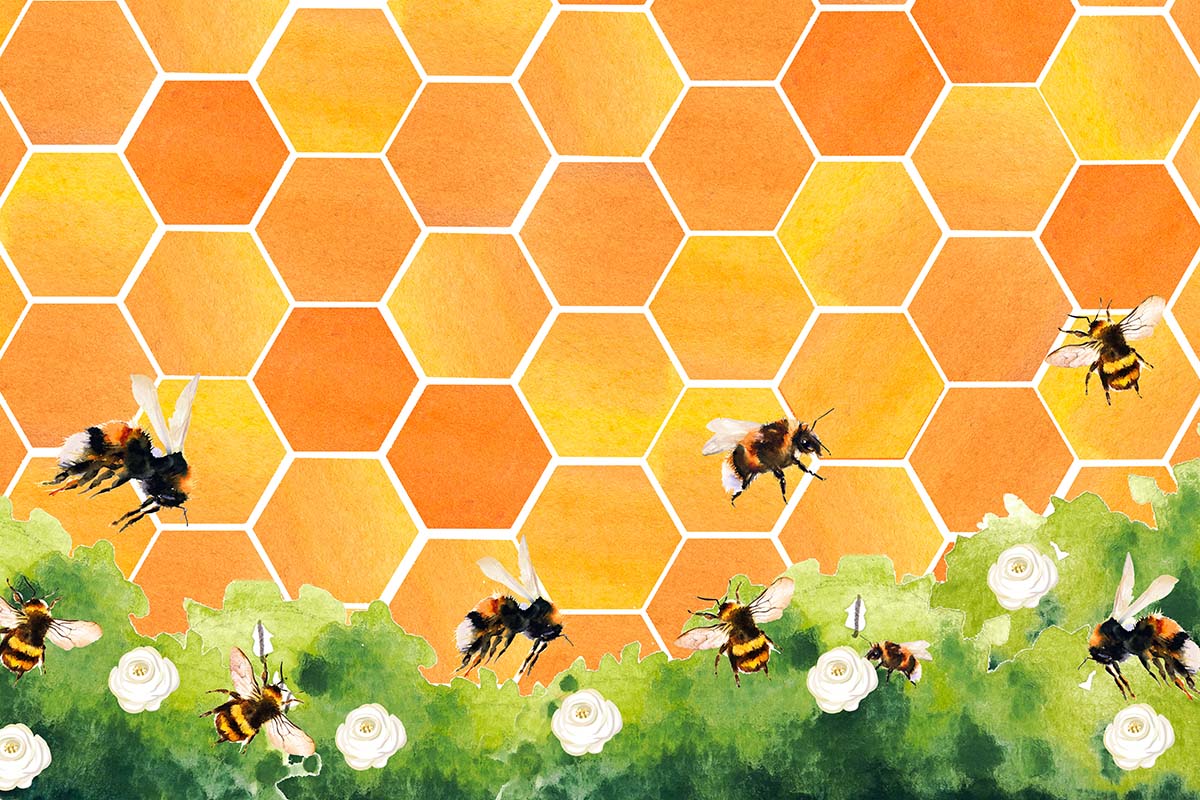 Kate Honeycomb Bee Backdrop Designed by GQ - Kate Backdrop AU