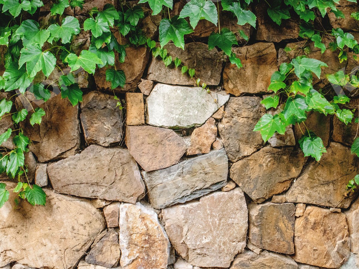 Kate Stone Wall with Green Vine Backdrop Designed by Jia Chan Photography - Kate Backdrop AU