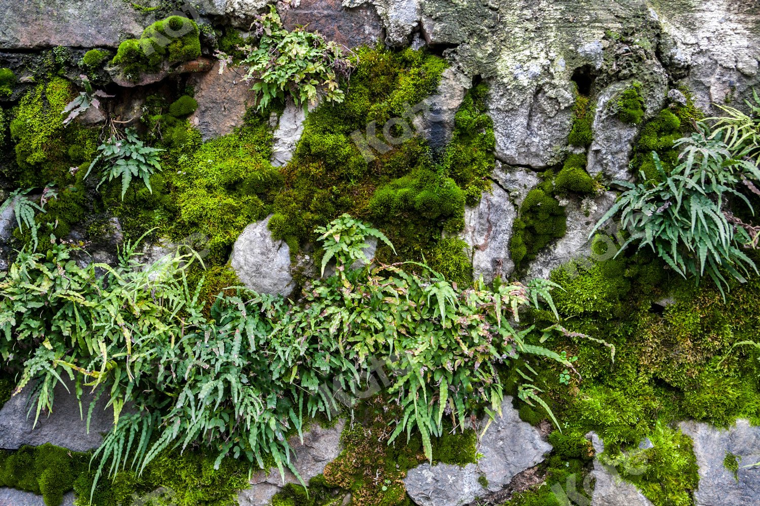 Kate Garden Green Moss Wall Backdrop Designed by Jia Chan Photography - Kate Backdrop AU