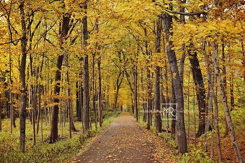 Kate Autumn Backdrop Yellow Trees Path Designed by Mandy Ringe Photography - Kate Backdrop AU